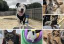 Could you give any of these Dorset RSPCA pets a home?