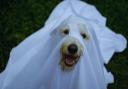 This year, the pooch business is hosting a ‘spook-tacular’ walk to celebrate Halloween.