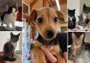 Could you give any of these Dorset RSPCA pets a home?