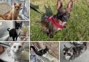 Could you give any of these Dorset RSPCA pets a home?