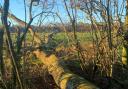 Mr Hayward, trading as G H Hayward Forestry Contractors, had been making a back cut to the tree when it fell in the wrong direction.