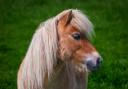 Stock image of pony.