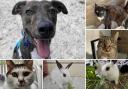 Could you give any of these Dorset RSPCA pets a home?