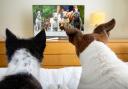 Sky and NOW launch brand new TV channel for dogs this Bonfire Night