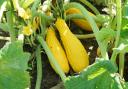 Squash and corn were among the super foods able to help you live past the age of 90