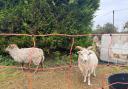 St Wolfrida’s Church in Horton has had to resort to employing the help of animals such as sheep, due to a lack of funding available for a gardener.