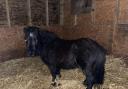 Phoenix the Shetland pony