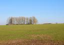 The long barrow alongside Dorset Cursus