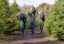 The Trinity Street Christmas Tree team carrying freshly cut Dorset grown Christmas trees on their local plantation