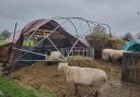 The Smallest Flock Sheep Sanctuary is a non-profit organisation founded by Charlotte Reynolds in 1977.