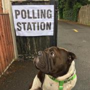 Send us your #dogsatpollingstations photos