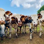 Here's what to do when you're out walking this summer and come across a field of cattle. (stock).