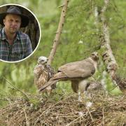 Image of the Goshawks, by James Aldred. Inset of James Aldred