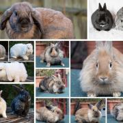 ADOPT ME: These rabbits are all being cared for at Waggy Tails Rescue, hoping to find their forever homes.