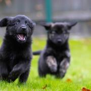 The top ten puppy and kitten names of 2021 have been revealed.  Picture: PA Wire