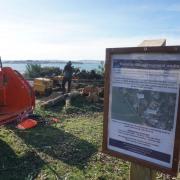 Tree felling in Evening Hill