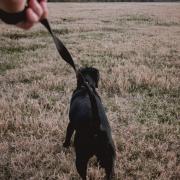 Dogs to be kept on leads in Poole's heathland