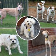 These six dogs are all looking for loving homes. Pictures: Waggy Tails Rescue