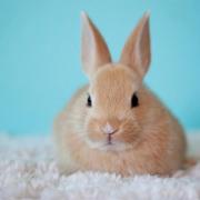 Pets At Home issues important ban in all UK stores this Easter weekend (Canva)