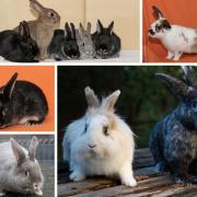 These 10 rabbits are all looking for a forever home. Pictures: Waggy Tails Rescue/Canva