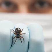 Mrs Hinch fans share £2 Amazon product that will keep spiders out of your home. (PA)