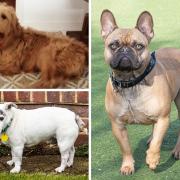 Three Dorset doggies are looking for forever homes. Pictures: Waggy Tails Rescue