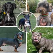 These five dogs are looking for a forever home. Pictures: Waggy Tails Rescue/Canva