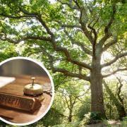 Deazle Wood in the New Forest. Picture: PA/National Trust (inset: Canva)