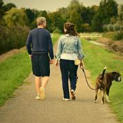 Blue green algae, or cyanobacteria, are a group of bacteria that can contain dangerous toxins which can be harmful and potentially fatal to pets (Canva)