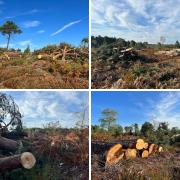 Tree felling at Avon Heath