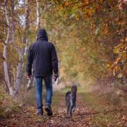 Playing in leaf piles, sniffing conkers and eating wild mushrooms, are all included in a list of Autumn dangers dog owners are being warned of