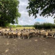 The farmer and dog walker came to an agreementr outide of court. Picture: Dorset Police Rural Crime Team