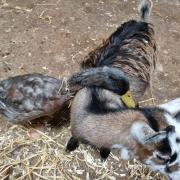 Animals at Farmer Palmers