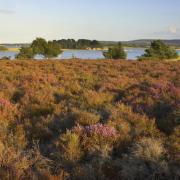 Landscape view of reserve showing heathland and water, Arne RSPB Reserve, Dorset. Picture: RSPB