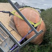 Britain's biggest pumpkin causes traffic chaos after falling off its trailer