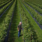 Crop picking is being affected by a shortage of labour