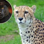 Are there wild big cats in the UK? See the dangerous wild animals that live near you