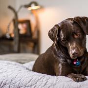 Dog owners have been warned not let their dog share a bed with them in the next few months