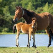 The New Forest is home to the fourth best pub walk in England, according to Millets