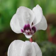 Undated Handout Photo of Cyclamen coum 'Album'. See PA Feature GARDENING Advice White. Picture credit should read: Alamy/PA. WARNING: This picture must only be used to accompany PA Feature GARDENING Advice White.