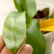 Picture of a sunburnt orchid leaf. See PA Feature GARDENING Orchid. Picture credit should read: Alamy/PA. WARNING: This picture must only be used to accompany PA Feature GARDENING Orchid..