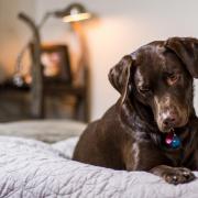 Loose hairs in the bedding can cause a lot of irritation to not only yourself as the owner but your pet too