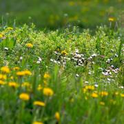 A Generic Photo of long grasses and wild flowers. See PA Feature GARDENING Spring. Picture credit should read: Alamy/PA. WARNING: This picture must only be used to accompany PA Feature GARDENING Spring.