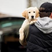 American Bulldogs were the most stolen breed in 2022, with the number more than quadrupling compared to the year before