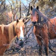 People feeding or petting New Forest ponies could be fined £1,000 from the start of July. Picture: Trevor Stadd.