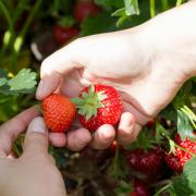 There are a few options for PYO farms around Dorset in the summer season