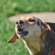 Dog barking stock image