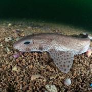 Underwater photos reveal Dorset’s magic marine life