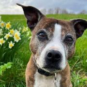 Dog owner pays tribute to the New Forest after ‘hundreds’ help in search for missing dog