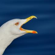 File picture of a seagull